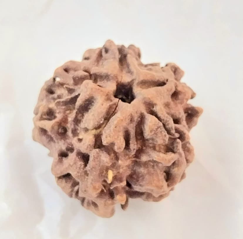 Multiple Mukhi Rudraksha